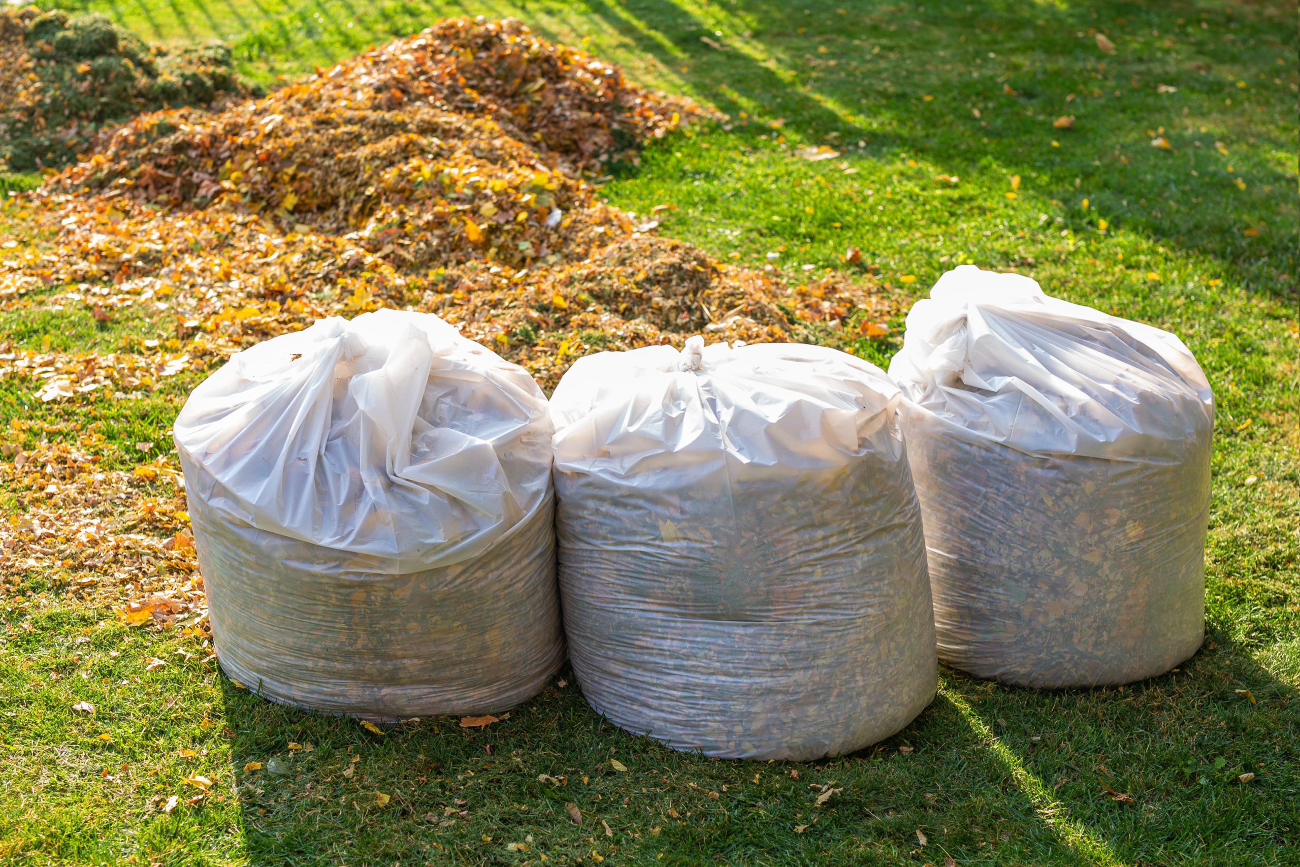 What Happens To Green Waste After Collection By Removalists?